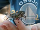Cecilia the Cicada