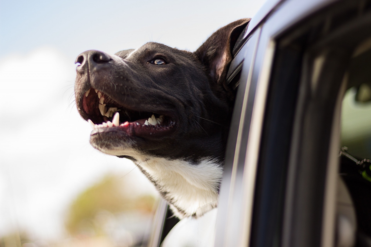Dog happily looking out car window