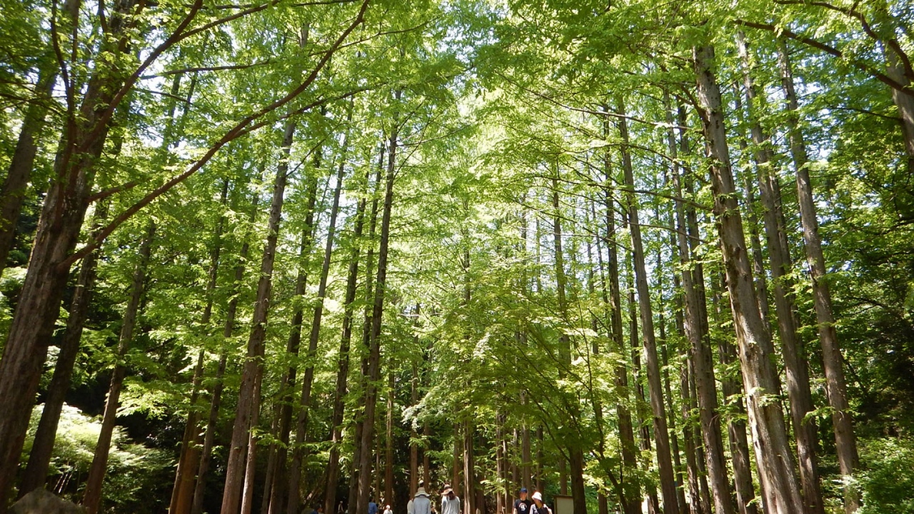 trees in park, https://trip.pref.kanagawa.jp/destination/exploring-ikuta-ryokuchi-park/410