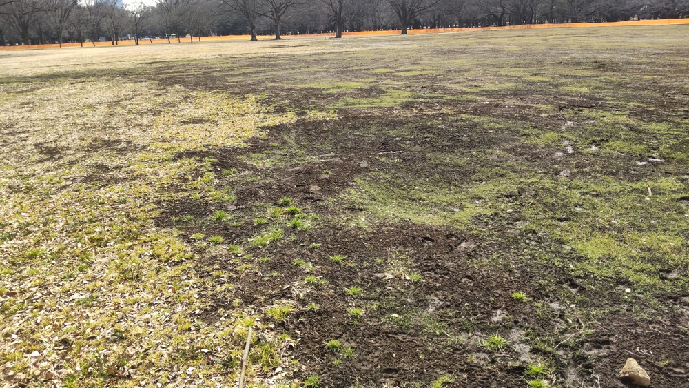 2022 feb 12 old grass and new grass