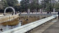 2022 feb 12 crows bathing