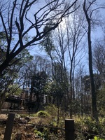 2022 feb 26 rinshi no mori park sunlight in winter trees