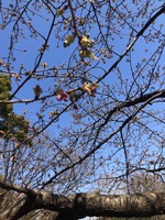 2022 feb 26 rinshi no mori park welcome buds