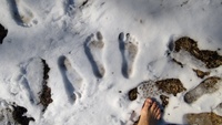 2022 jan 08 bare feet prints snow