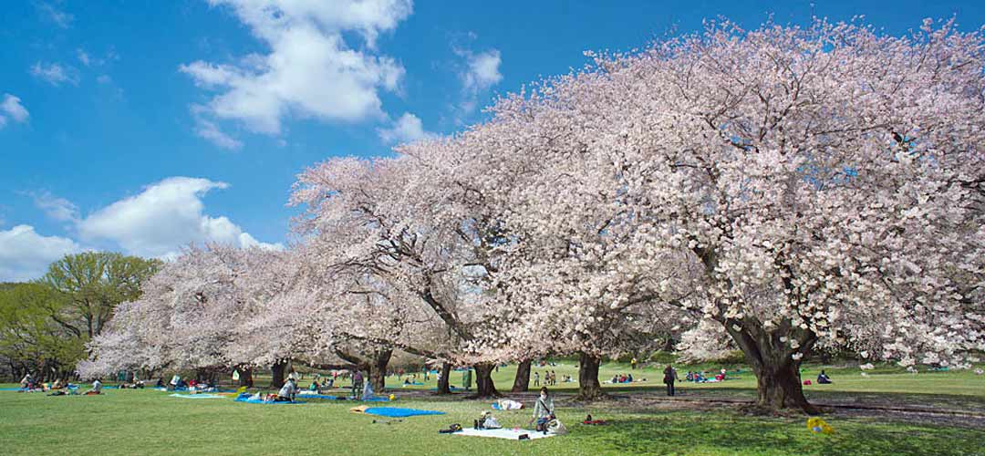 hanami kinuta photo by ozmall