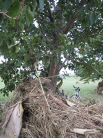 Jei's pullup branch