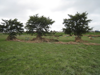 TJ Bike and our seating area - 3 trees