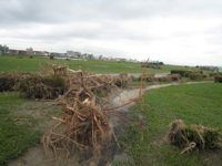 now it features a tree