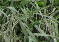 trying to show the grass all bent due to flood