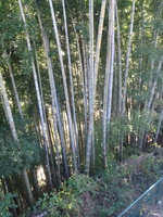 bamboo in back of house