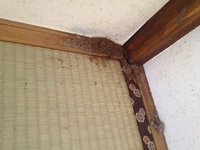 bugs in walls uh oh 2016-01-09 12.43.08