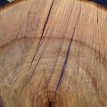2013 dec 21 logged tree stump grain closeup