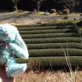 2013 dec 22 francois overlooking tea field rows