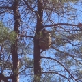 2013 dec 22 paper wasp nest in pine tree