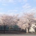 2014 apr 02 two cherry blossom trees lot