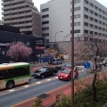 2014 apr 04 city street bus cherry blossoms
