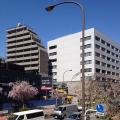 2014 apr 07 cherry blossoms blue sky buildings