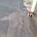 2014 jan 19 calico cat by pole road