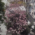 2014 mar 26 pink magnolia tree blooming