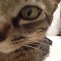 2014 may 30 closeup tabby cat eye