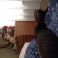 2014 may 31 cat watching stuffed animal pile