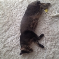 2014 may 31 tabby cat sprawled on rug