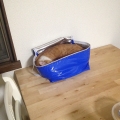 2015 jun 07 ginger cat asleep in cooler bag