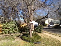 2016-01-31 14.58.42 climbing tree at dads