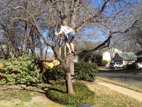 2016-01-31 14.58.49 climbing tree at dads