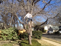 2016-01-31 14.58.51 climbing tree at dads