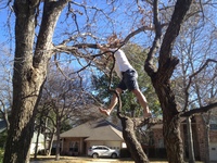 2016-01-31 15.00.04 climbing tree at dads