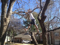 2016-01-31 15.00.06-1 climbing tree at dads