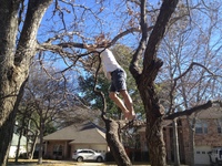 2016-01-31 15.00.06-2 climbing tree at dads