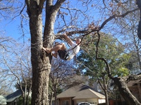 2016-01-31 15.02.48 climbing tree at dads