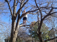 2016-01-31 15.03.38 climbing tree at dads