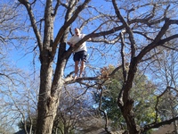 2016-01-31 15.03.39 climbing tree at dads