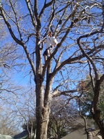2016-01-31 15.04.05 climbing tree at dads