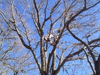 2016-01-31 15.04.42 climbing tree at dads
