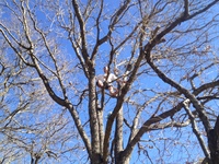 2016-01-31 15.04.43 climbing tree at dads