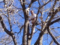 2016-01-31 15.05.44 climbing tree at dads