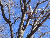 2016-01-31 15.05.51 climbing tree at dads
