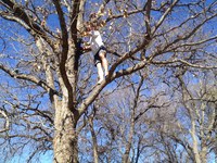 2016-01-31 15.07.04 climbing tree at dads