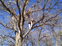 2016-01-31 15.07.05 climbing tree at dads