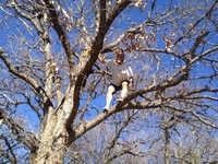 2016-01-31 15.07.11 climbing tree at dads
