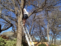 2016-01-31 15.09.10 ladder at dads request