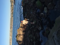 barefoot seal rocks IMG 1216