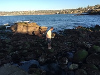 barefoot seal rocks IMG 1217