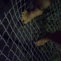 2018 jul 10 bare feet by chainlink fence night