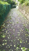 2019 sep 09 leaves blown onto path