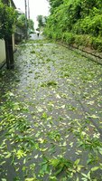 2019 sep 09 leaves blown onto street